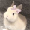 bunnylxver